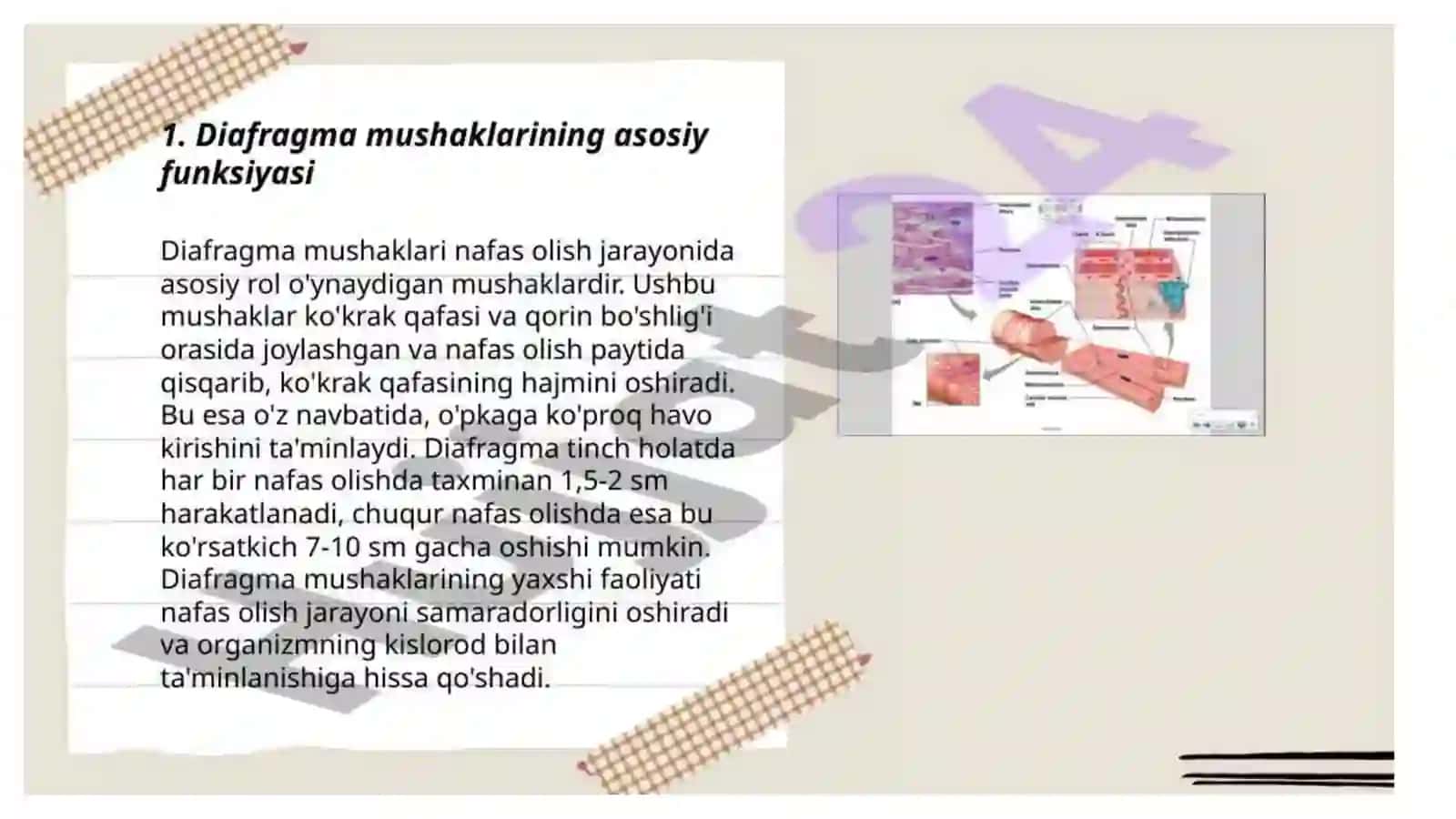 Diafragma mushaklari fiziologiyasi 4