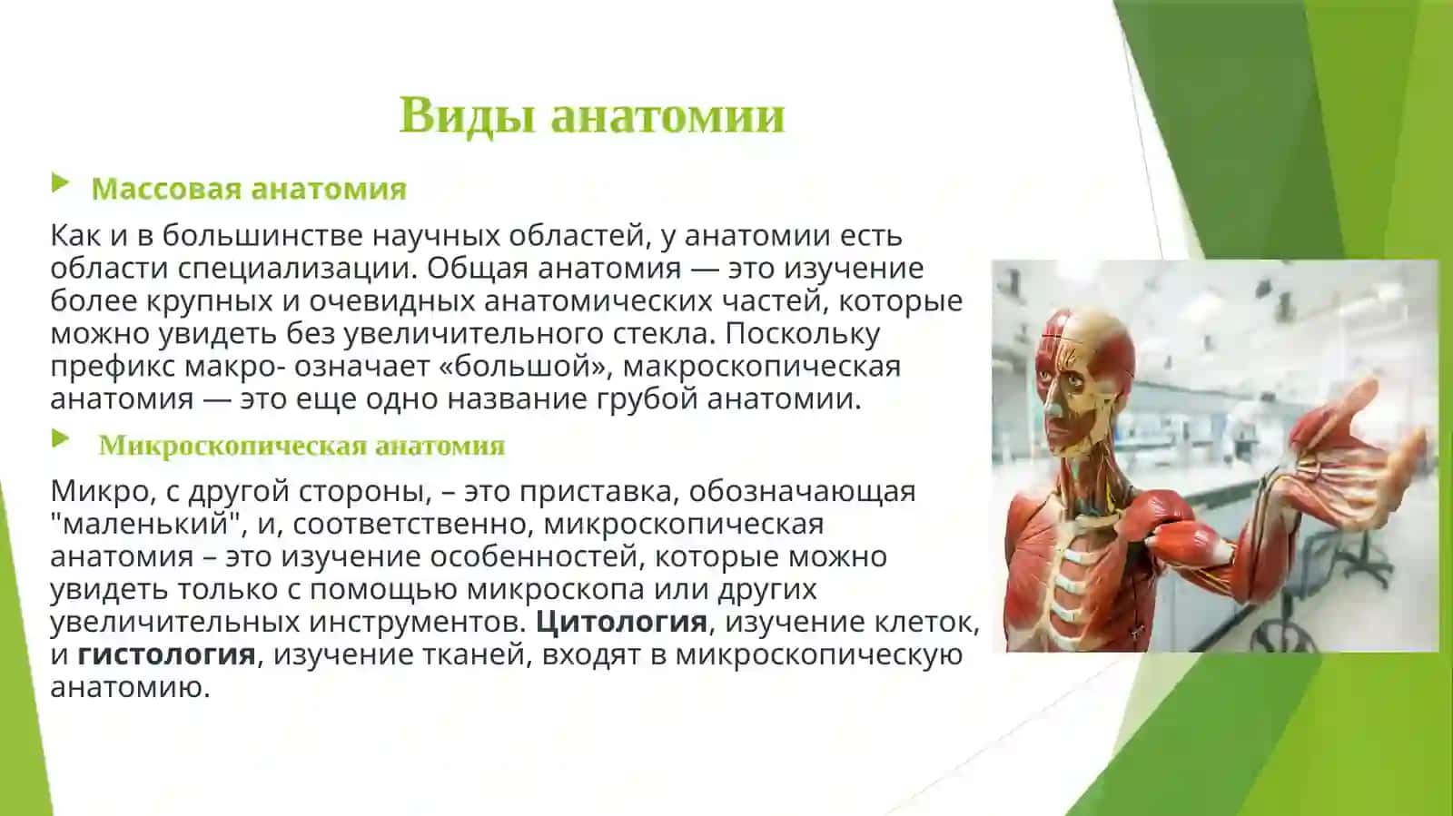 Анатомия и физиология человека. Глагол 4
