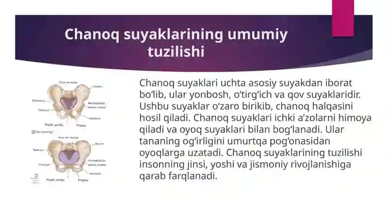 Chanoq va oyoq suyaklarining yoshga nisbatan xususiyatlari. Sport va mehnat faoliyatini chanoq va oyoq suyaklariga ta'siri, rivojlanish nuqsonlari. 4