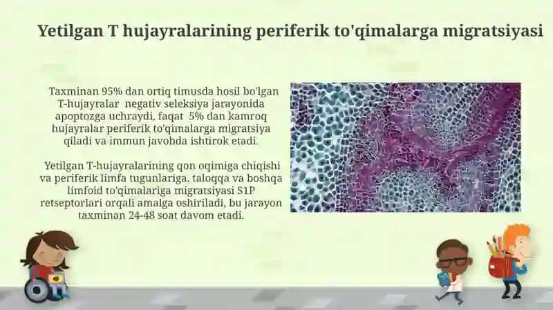 Timusdagi T-limfotsitlarning yetilish jarayoni (antigenga bog’liq bo’lmagan immunogenez) 4