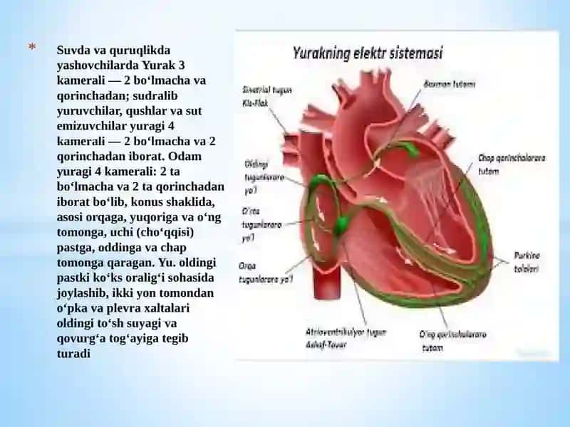 YURAK,QON VA QON AYLANISH SISTEMASI 4
