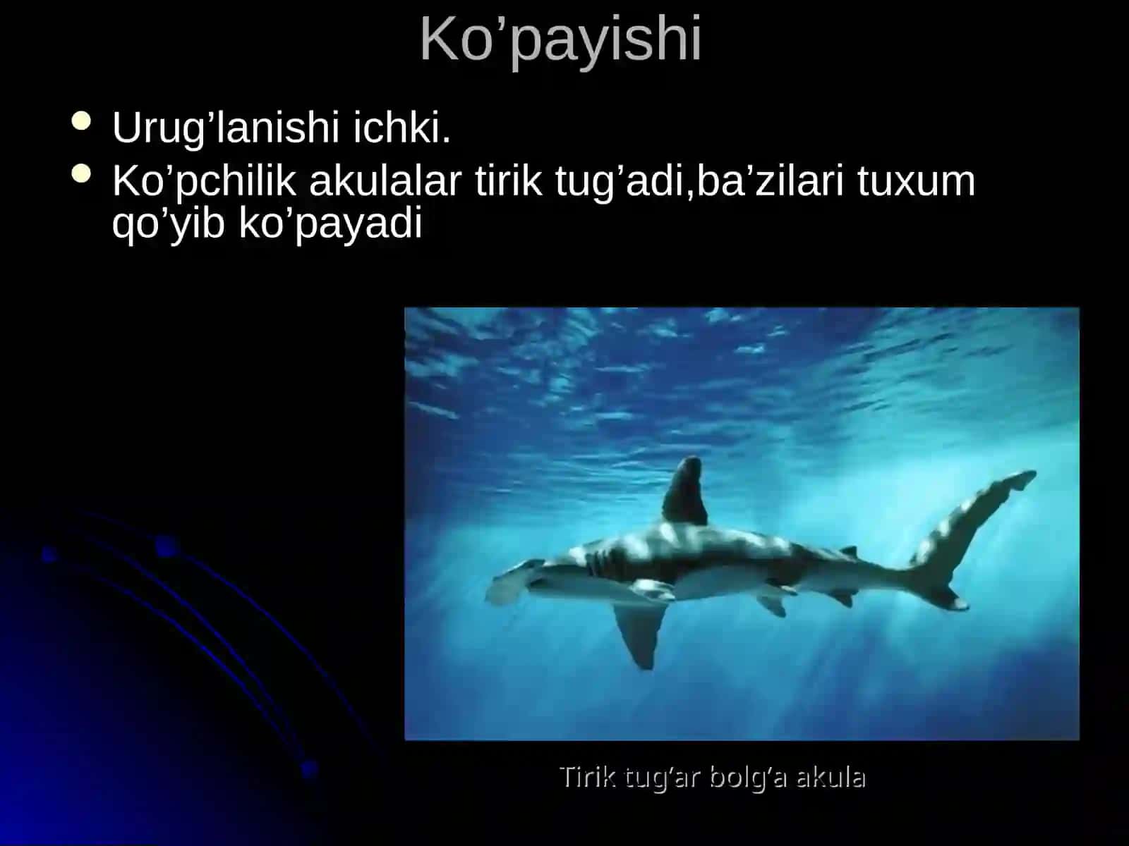 Baliqlarning xilma-xilligi 4