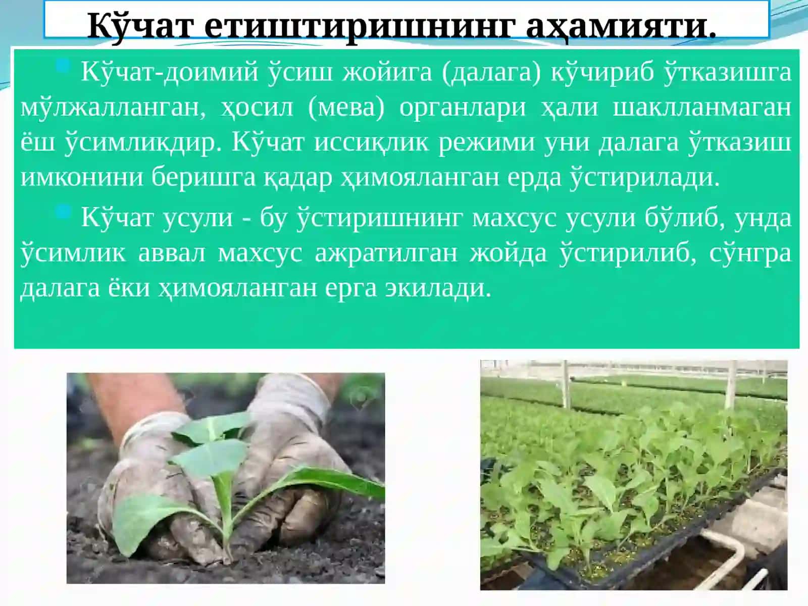 Сабзавот ўсимликларини кўпайтириш усуллари 4