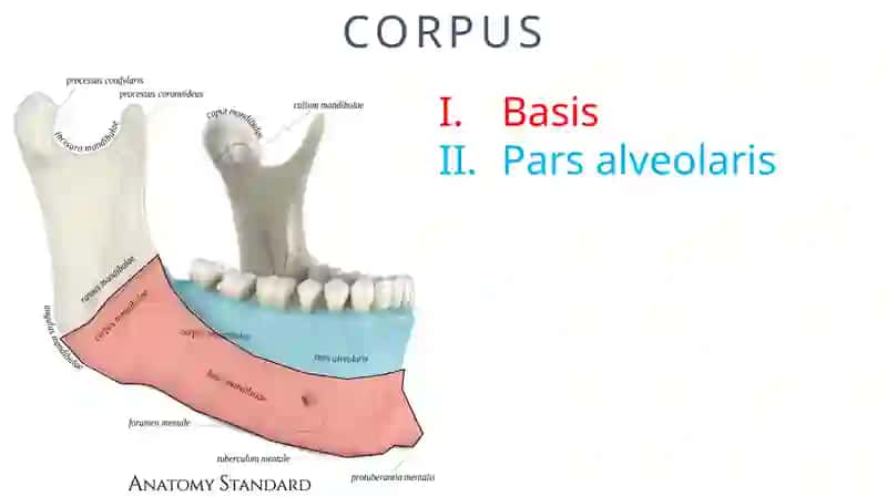 MANDIBULA 4