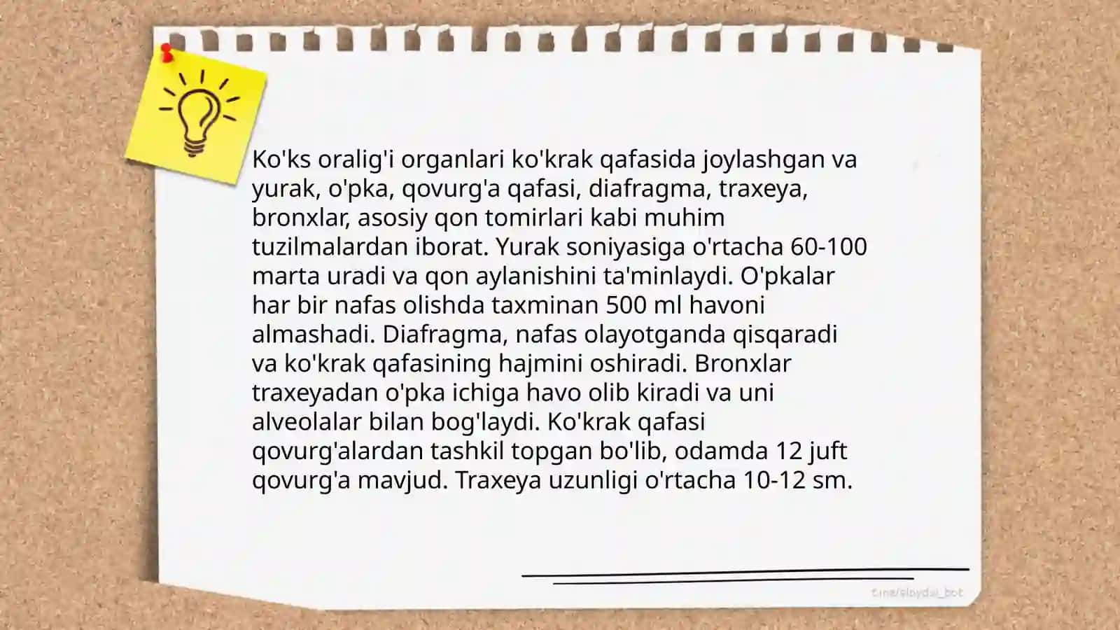 Ko'ks oralig'i anatomiyasi 4