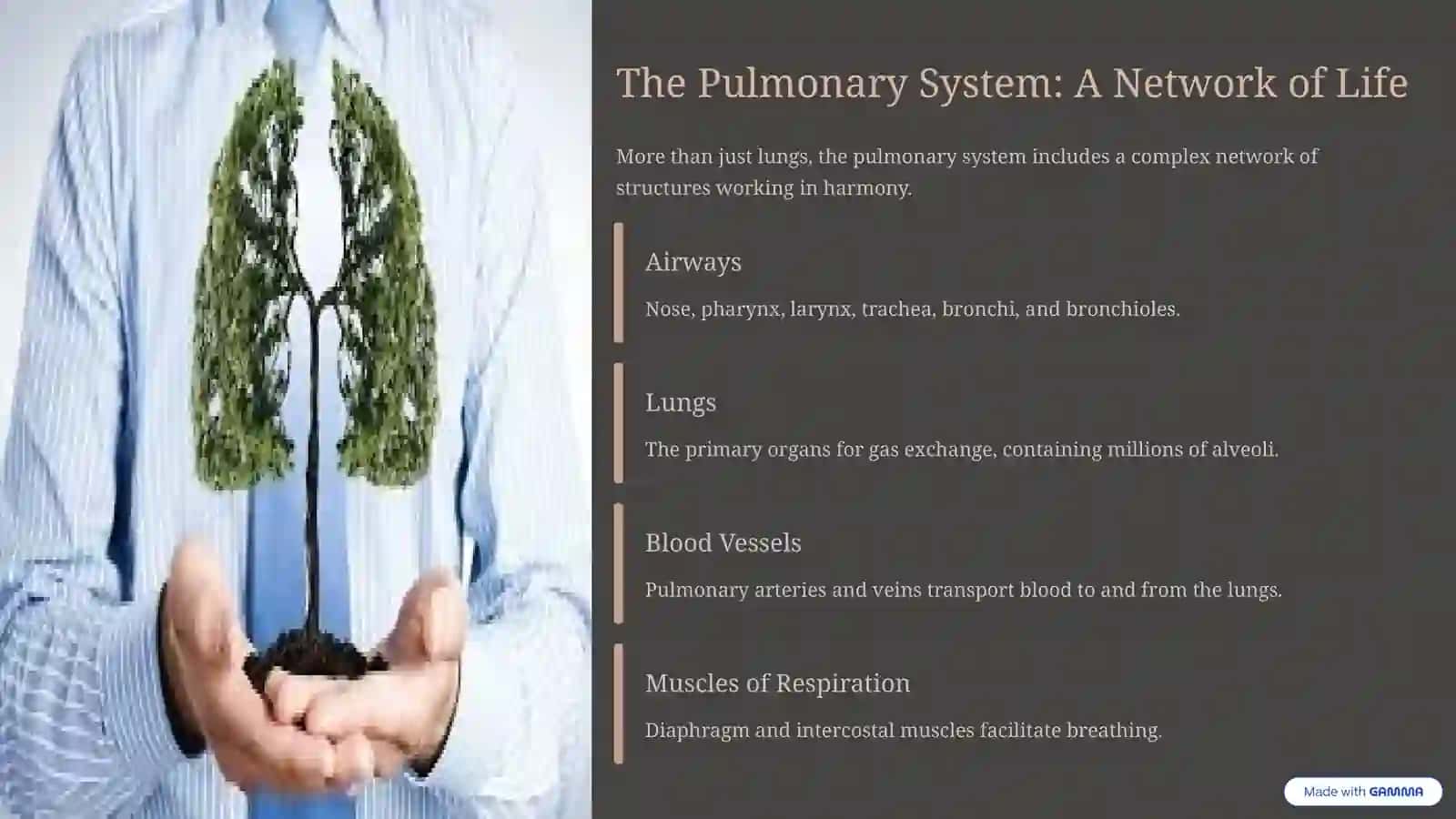 The Marvel of Lungs and the Pulmonary System 4