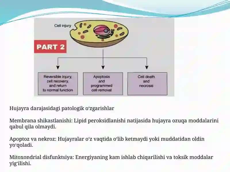 Organizmdagi keksayish davriga xossaliklar 4