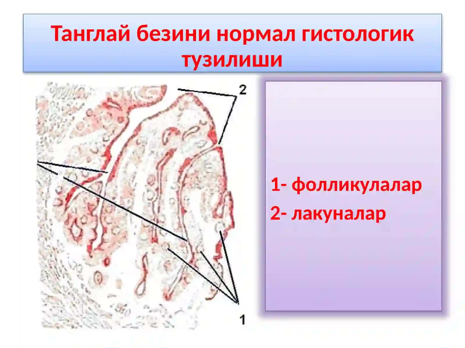 ХАЛКУМНИ ВА ХИКИЛДОКНИКЛИНИК АНАТОМИЯСИ.ХАЛКУМНИУТКИР ВА СУРУНКАЛИ КАСАЛЛИКЛАРИ 4