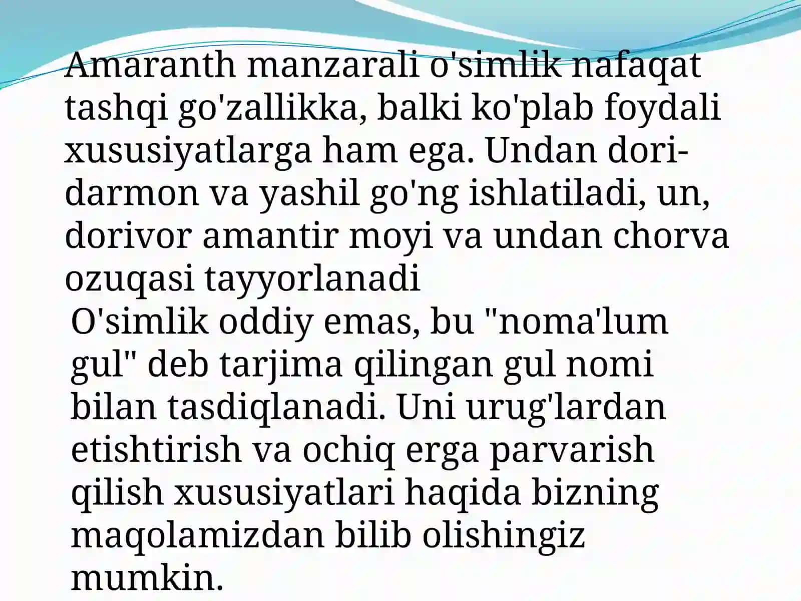 Amarant o’simligi dorivorlik xususiyatlar va bioekologiyasi 4