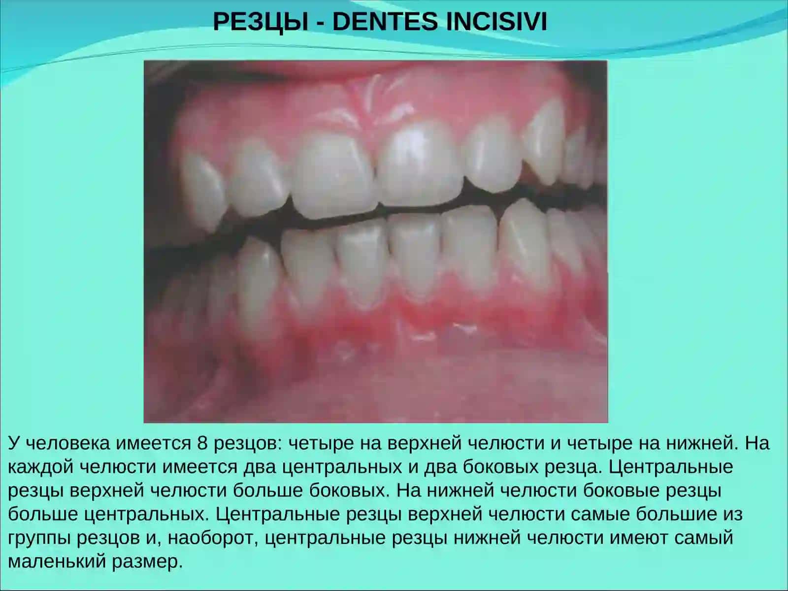 ЧАСТНАЯ АНАТОМИЯ ЗУБОВ 4