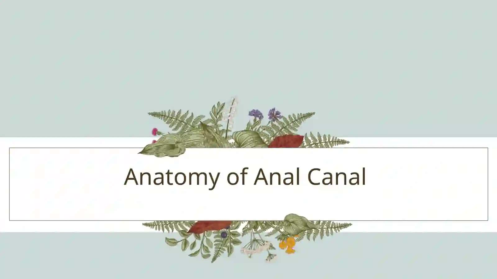 Internal and External Hemorrhoids 4