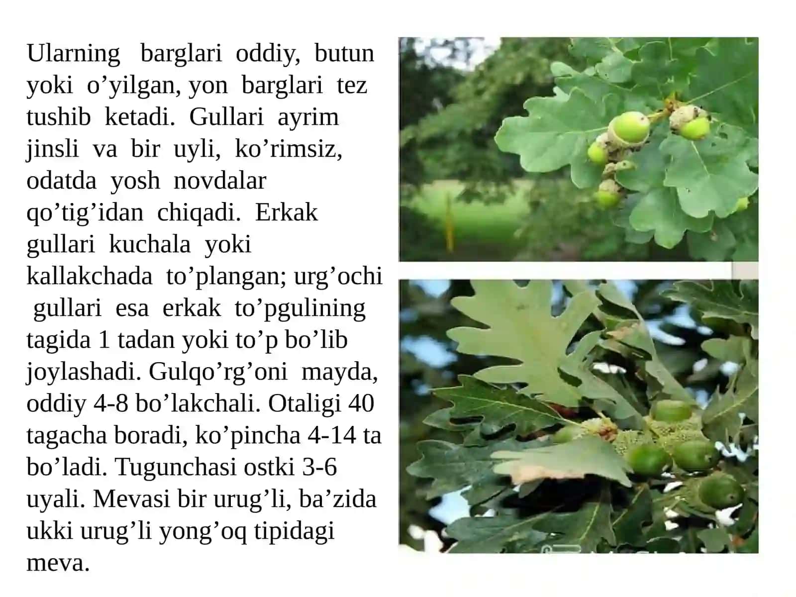 Mashg’ulot mavzusi: Emandoshlar (fagaceae), yong’oqdoshlar(juglandaceae) va qayindoshlar (betulaceae) oilasi turkumi turlari nomenklaturasini tahlili va o’rganish qoidalari 4