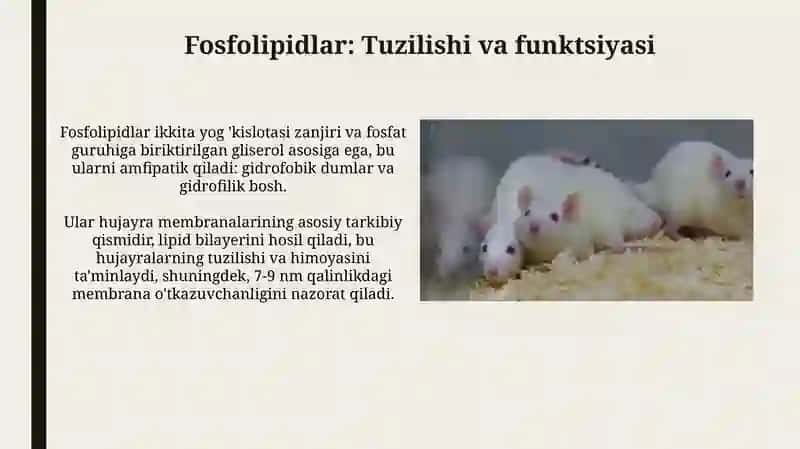 Fosfolipidlar almashinuvi buzilishi 4