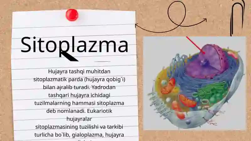 MEMBRANA 4