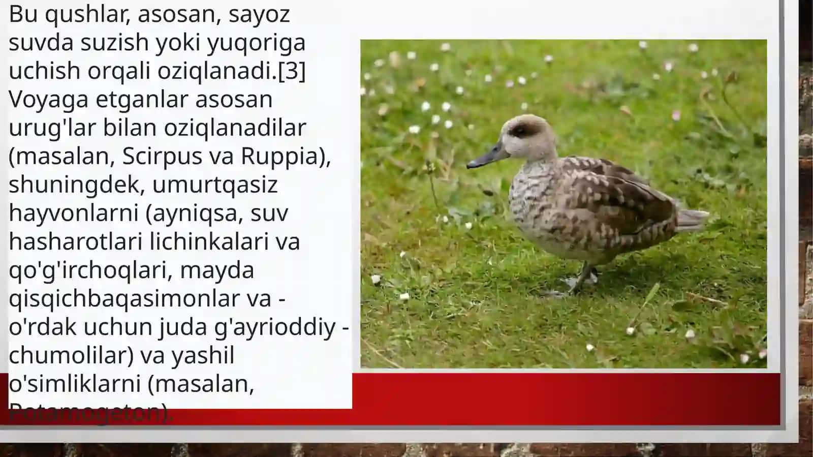 MARMAR CHURRAK [anas angustrirostris] 4