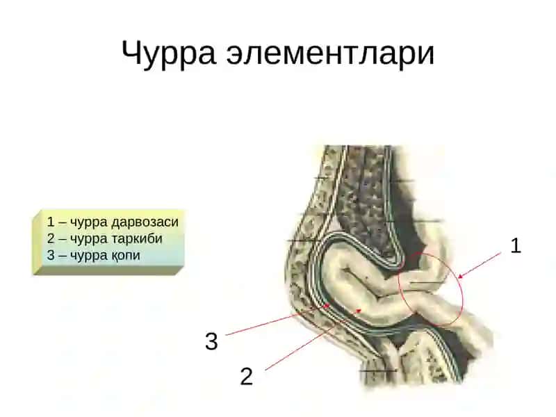 Қорин чурралари 4