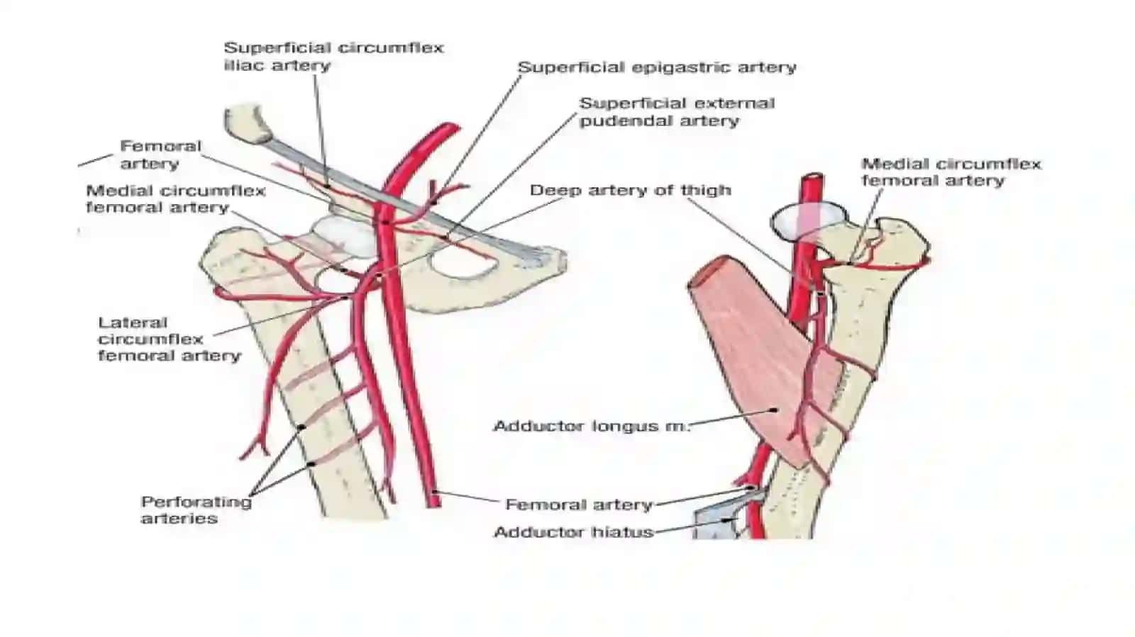 Son, tizza osti va panja arteriyalari. MSKTda anatomik  xususiyatlari 4