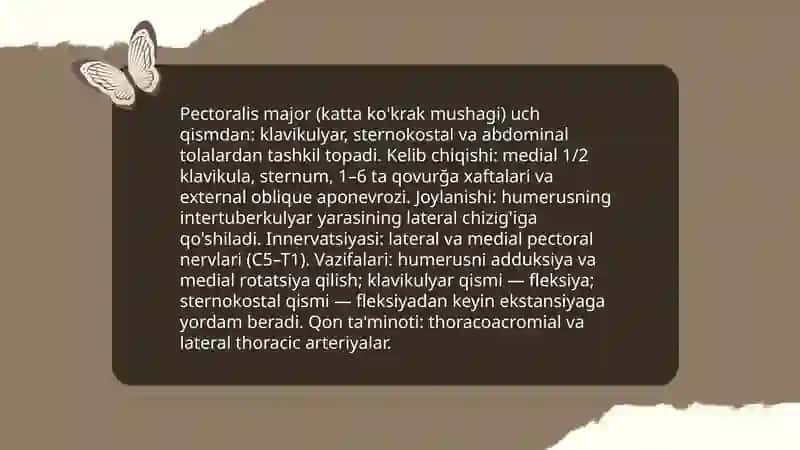 KO'KRAK MUSHAKLARI. DIAFRAGMA. QORIN MUSHAKLARI 4