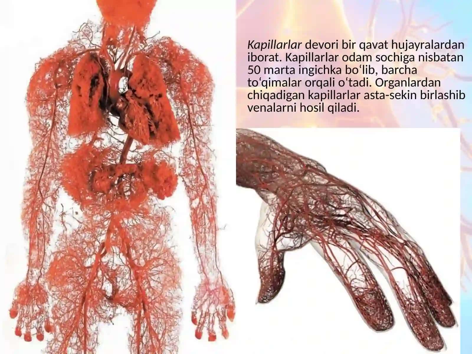 QON AYLANISH DOIRALARI HAQIDA MA'LUMOT 4