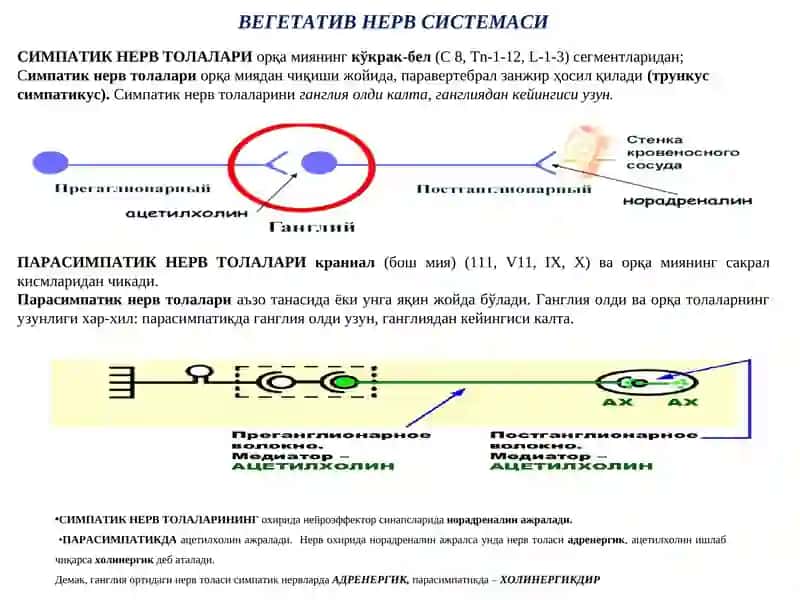 Эфферент иннервация. Холинергик синапсларга таъсир этувчи дори воситалар 4