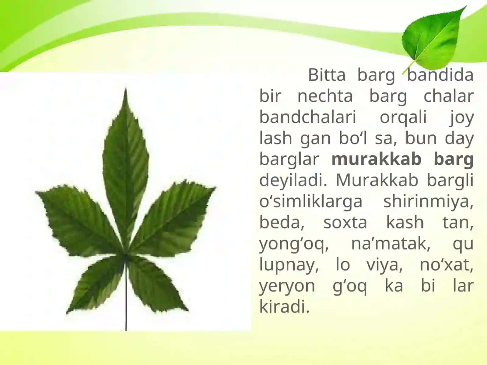 5-sinf Botanika Oddiy va murakkab barglar, barglarning shakllari 4