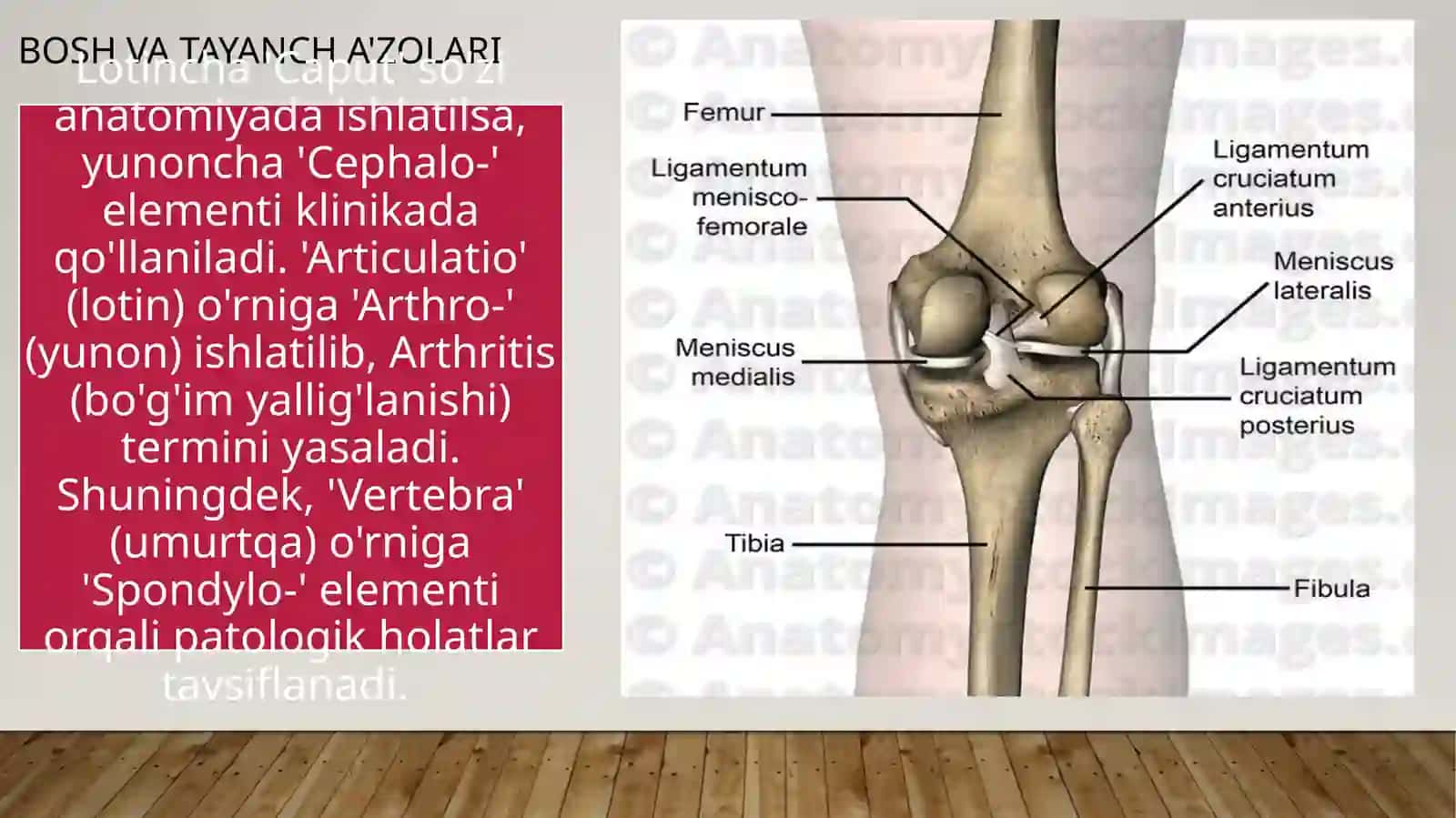 yunonvalotindubletlari.Organlardagivato'qimalardagigipatologiko'garishlarni,terapevtikvaxirurgikusullarniifodalovchiyunonatamaelementlari 4