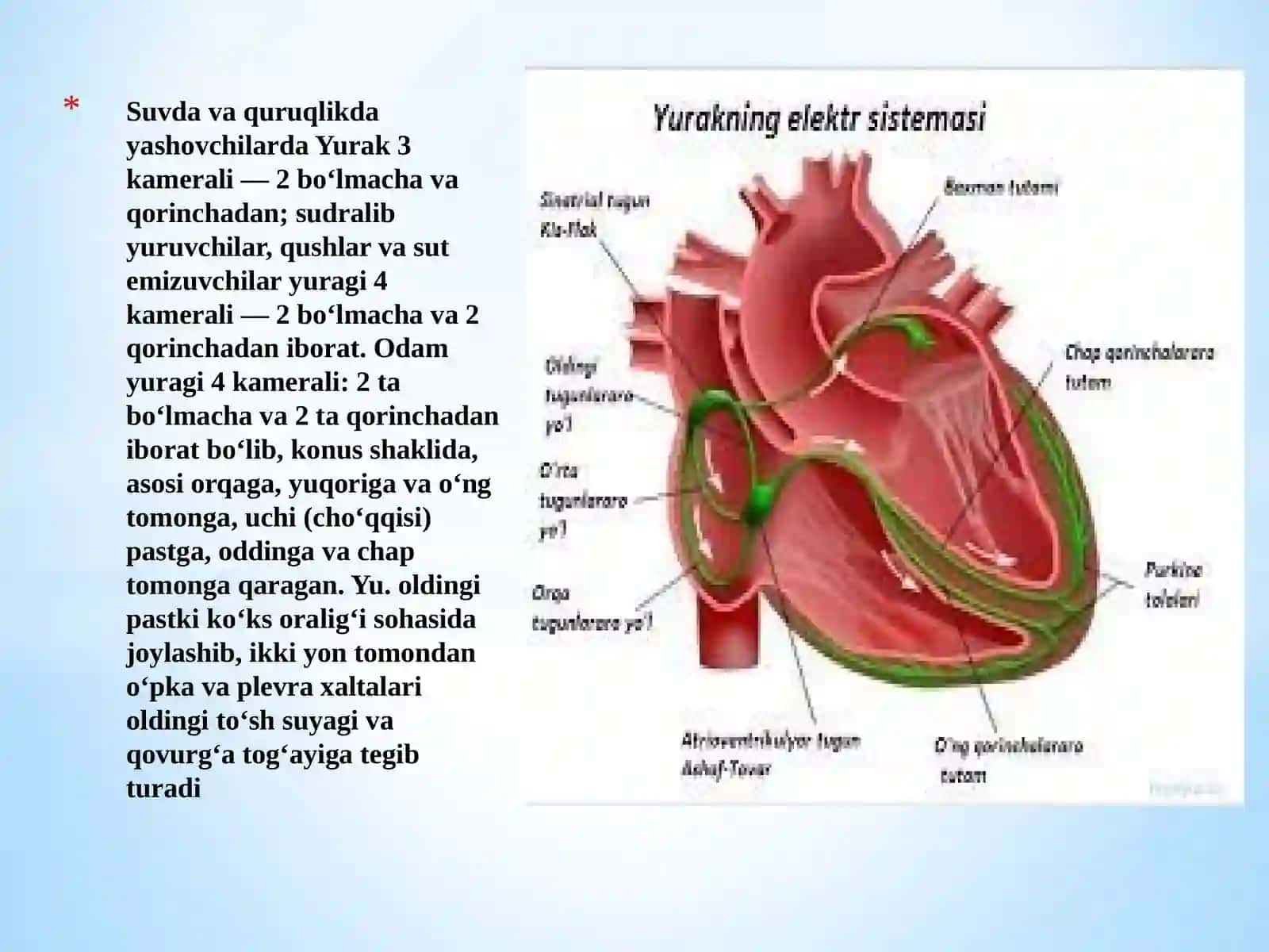 Yurak, Qon va Qon Aylanish Tizimasi 4