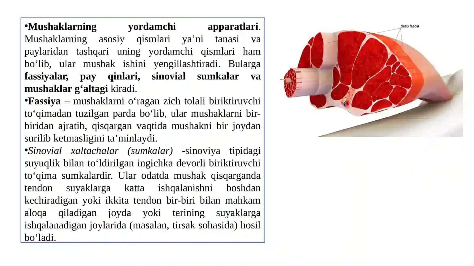 Muskultizimi-miologiya.Muskullarklassifikatsiyasi 4