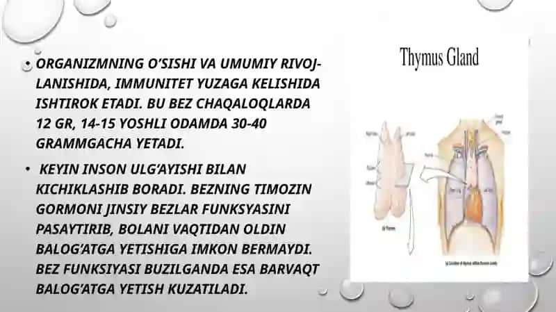 TIMUS TUZILISHI, RIVOJLANISHI VA VAZIFASI. 4
