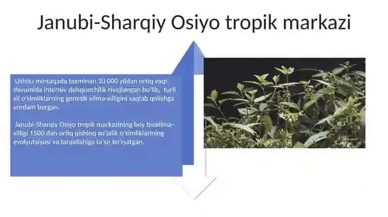 Madaniy o'simliklarning kelib chiqish markazlari 4