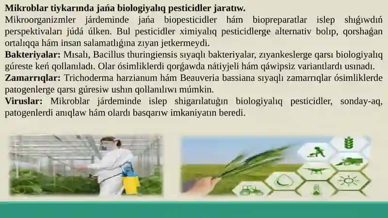 Mikroorganizmlerdıń awıl-xojalıǵında, ósimliklerdi qorǵawda qollanıwı. 4