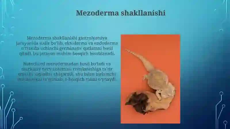Umurtqali hayvonlarda organogenezning bosqichlari 4