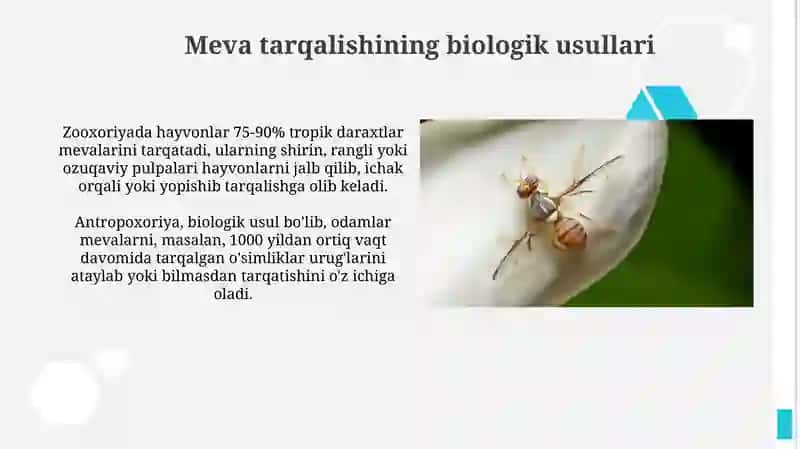 Meva tarqalishining mexanik usullari 4