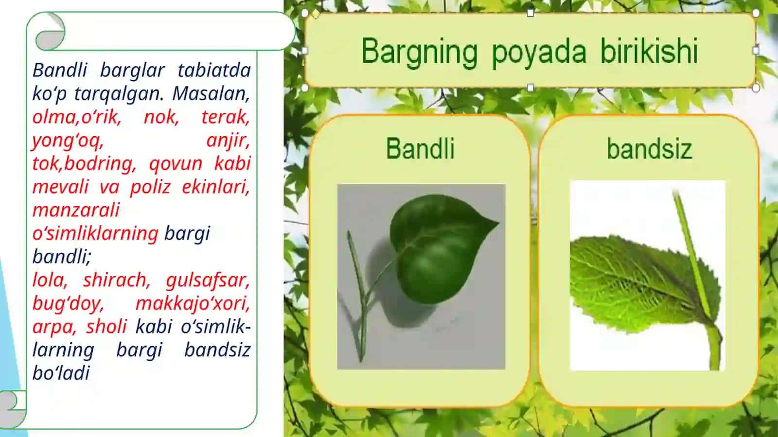 Barg vazifasi, morfologiyasi va anatomik tuzulishi 4
