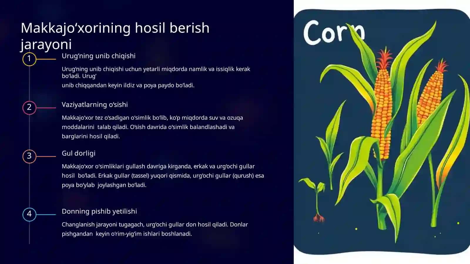 Sug‘oriladigan shoroitda  makkajo'xorini don  uchun yetishtirishning  biologik asoslari 4