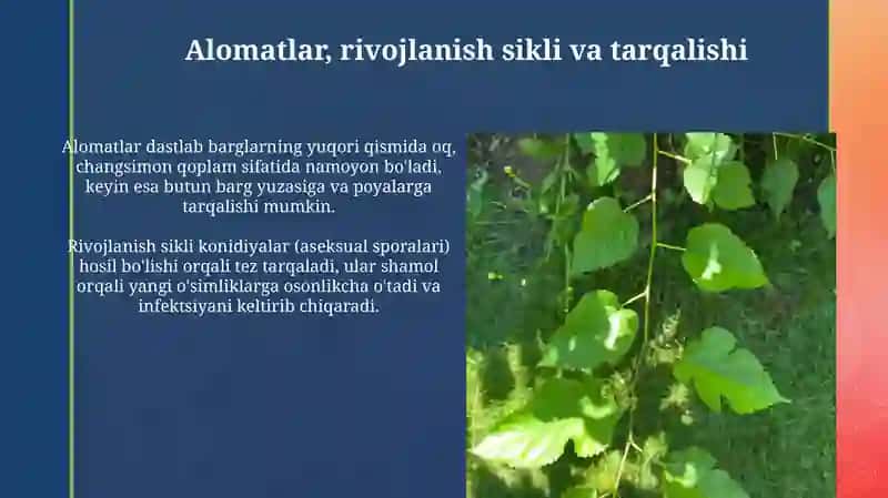 Tut daraxtida un shudring kasalligi 4