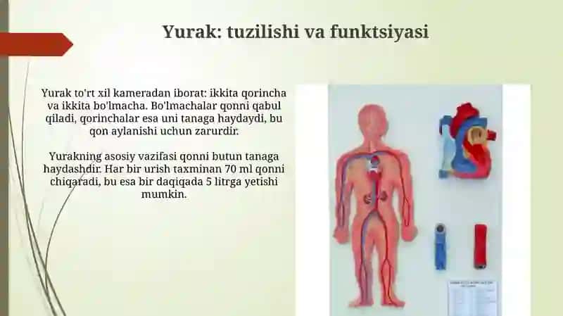 Qon aylanish tizimining asoslari 4