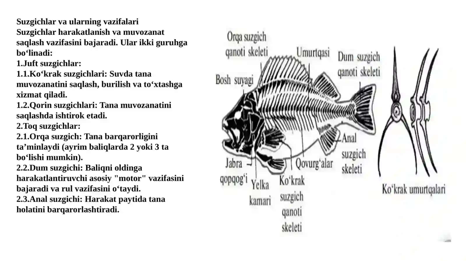 Suyakli baliqlar sinfi(Osteichthyes) 4