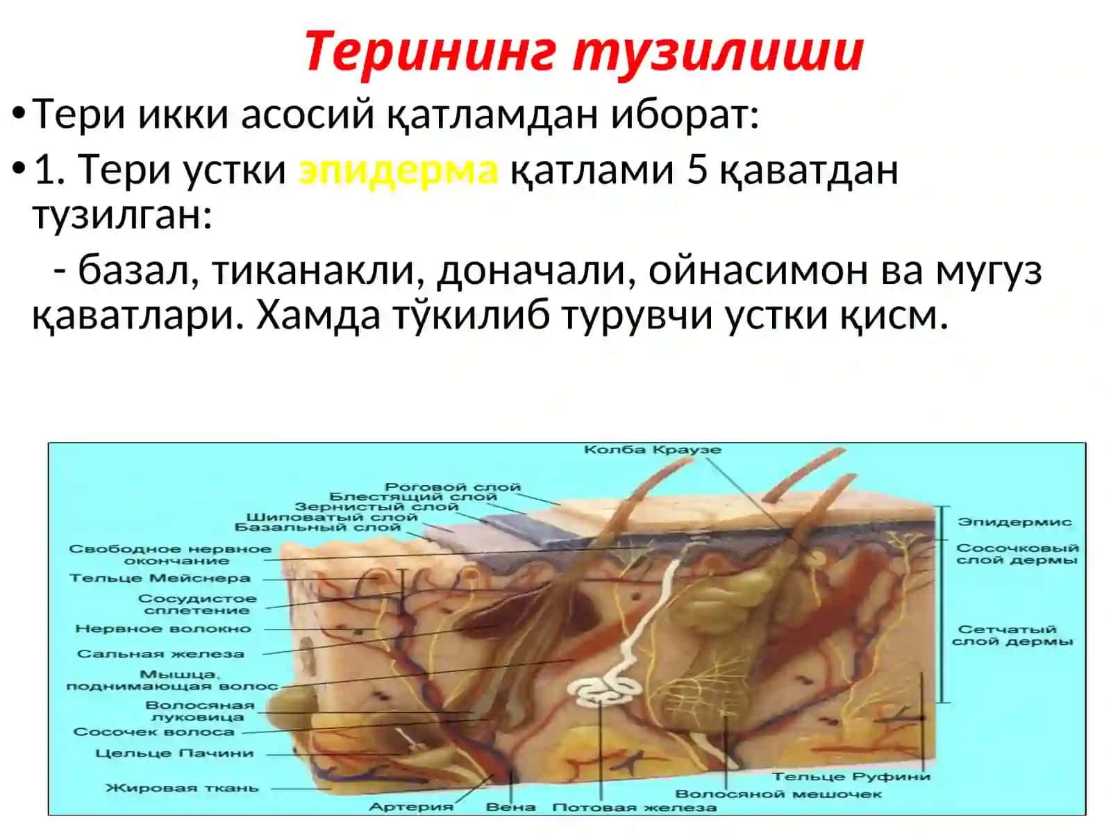 Тери, тери ости ёғқаватининг болалардаги анатомо-физиологик хусусиятлари 4
