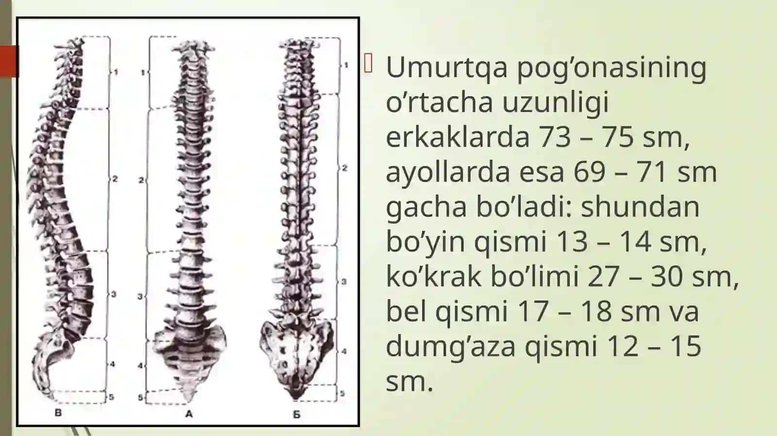 Tana skeleti va uning qismlari: umurtqa pog‘onasi, kо‘krak qafasi, qо‘l va oyoq suyaklari va qismlari 4