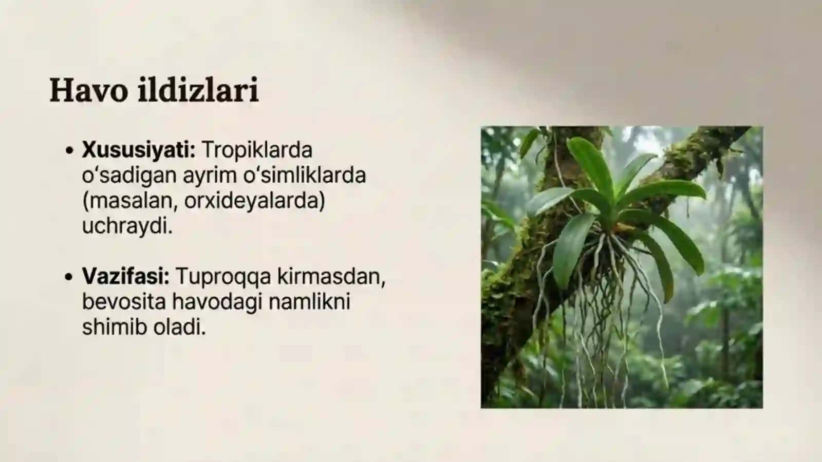 Shakli o'zgargan ildizlar 4