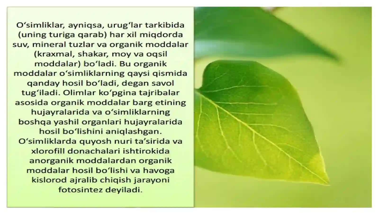 BARGLARDA ORGANIK MODDALARNING HOSIL BO‘LISHI 4