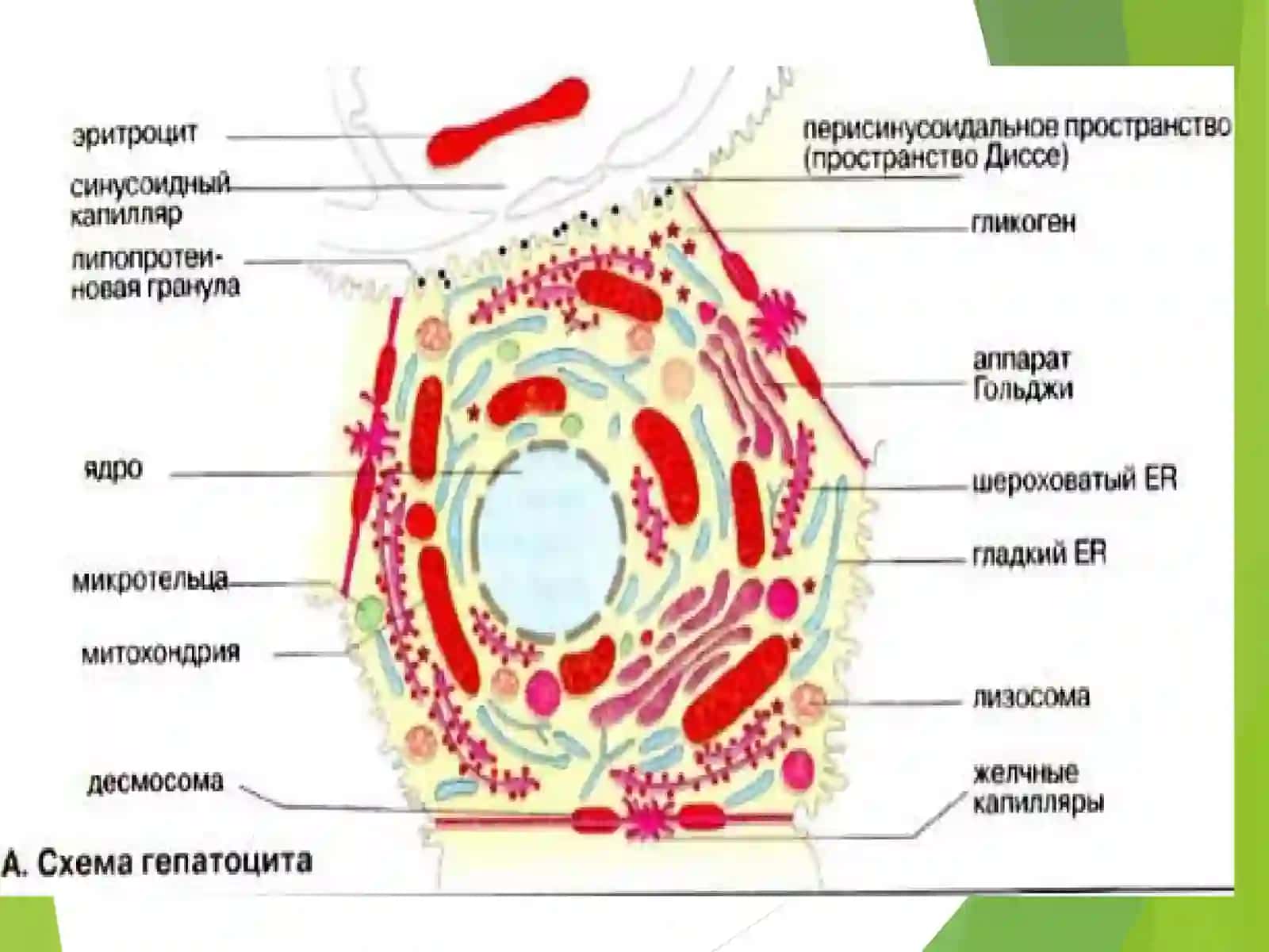 Jigar Biokimyosi 4