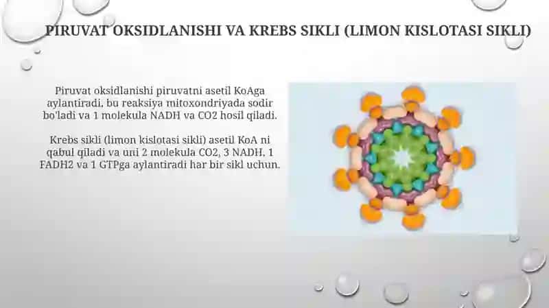 Hujayrada uglevodlar(gulikoza) ning hazm boʻlishi 4