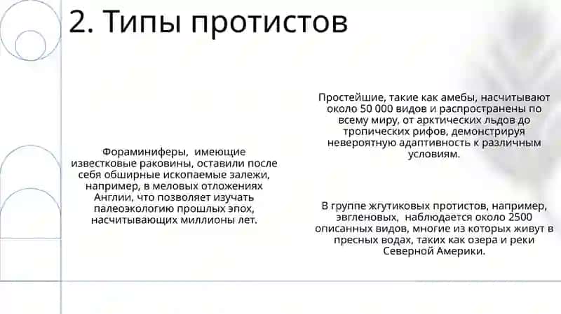 Тип Простейшие 4