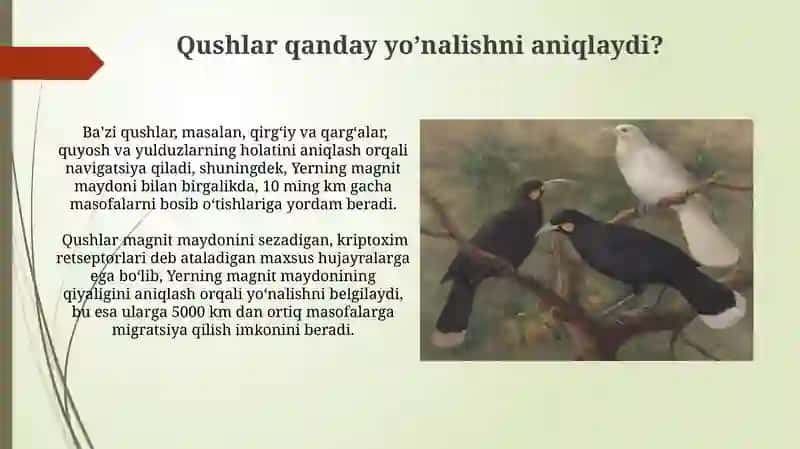 Qushlarning kelib chiqishi va evolyutsion taraqqiyoti 4