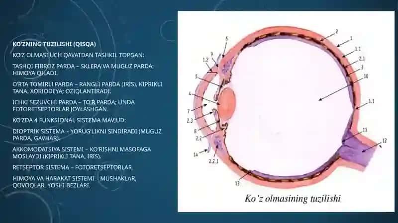 sezgi aʼzolari gistologiyasi 4