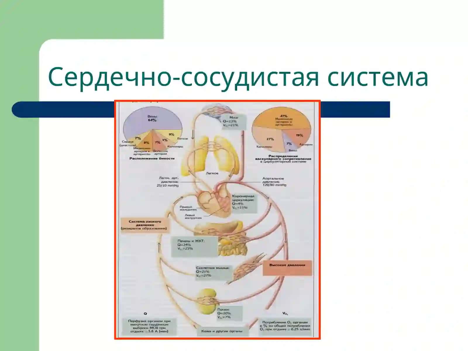 Патофизиология сердечной недостаточности 4