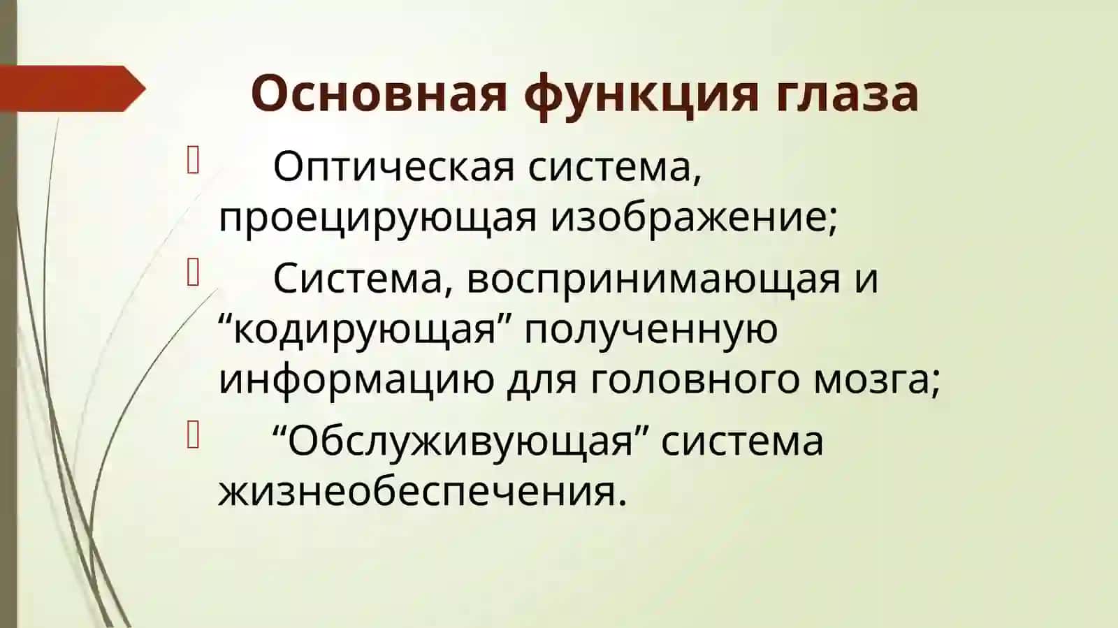 Строение и функции глаза 4