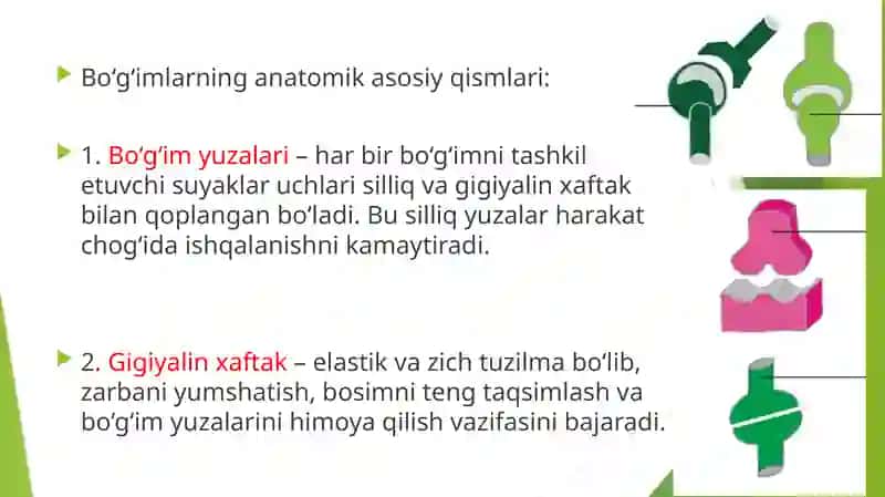 Boʻgʻimlar tuzilishiga tashqi va ichki faktorlarni taʼsiri 4